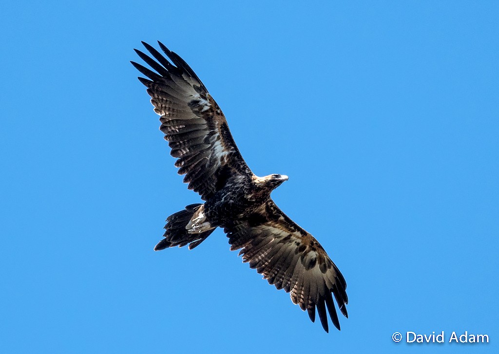 Wedge-tailed Eagle - David Adam