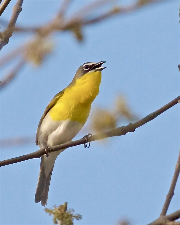 Yellow-breasted Chat - ML447904321