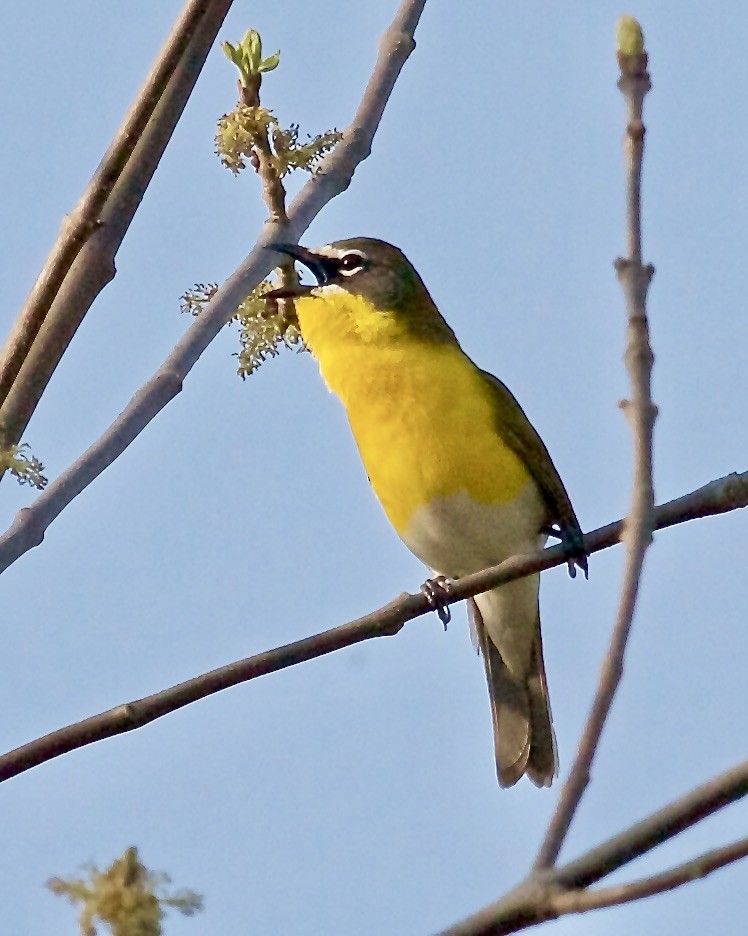 Yellow-breasted Chat - ML447904341