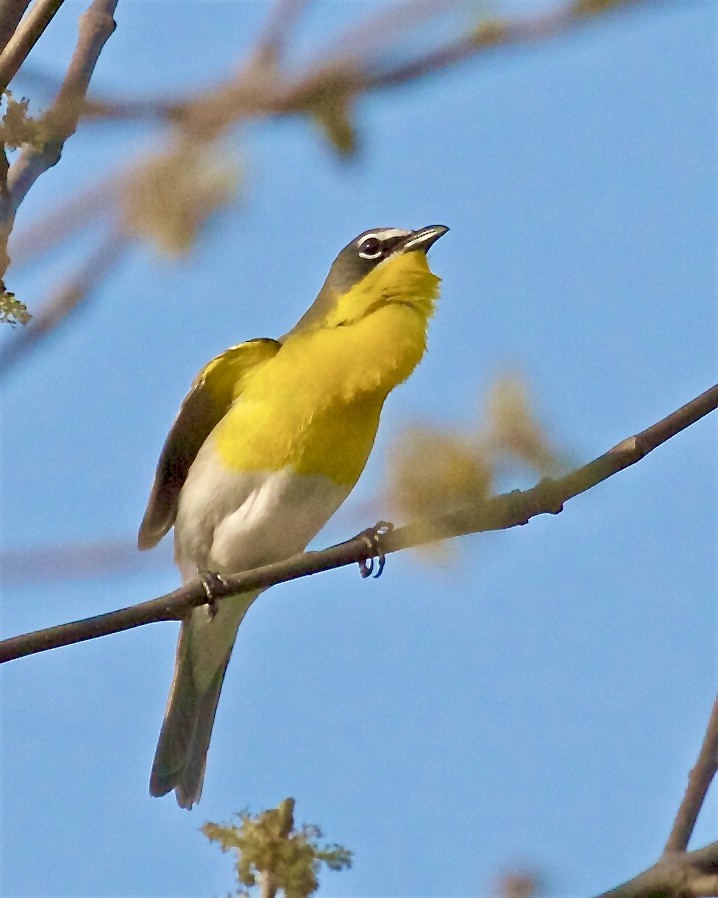 Yellow-breasted Chat - ML447904351