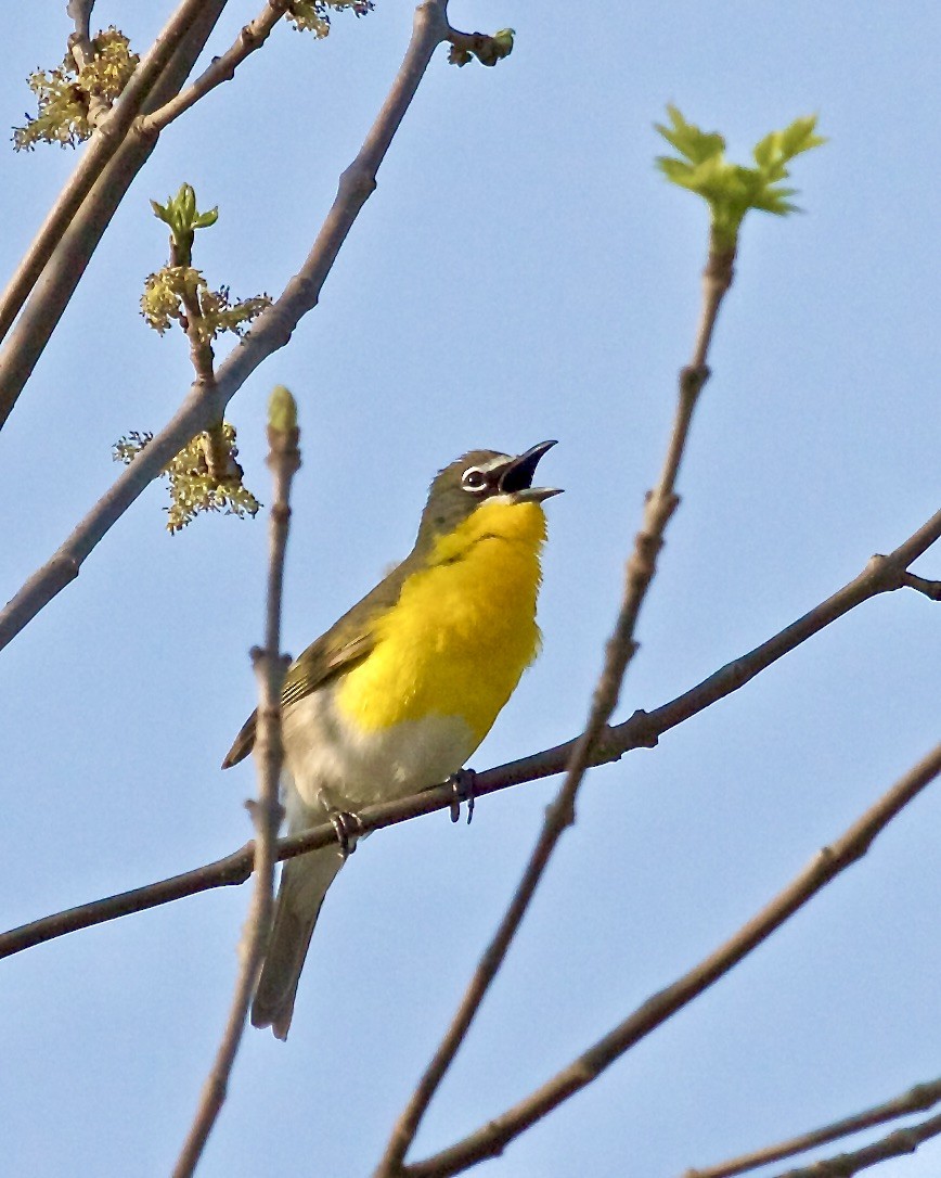 Yellow-breasted Chat - ML447904371