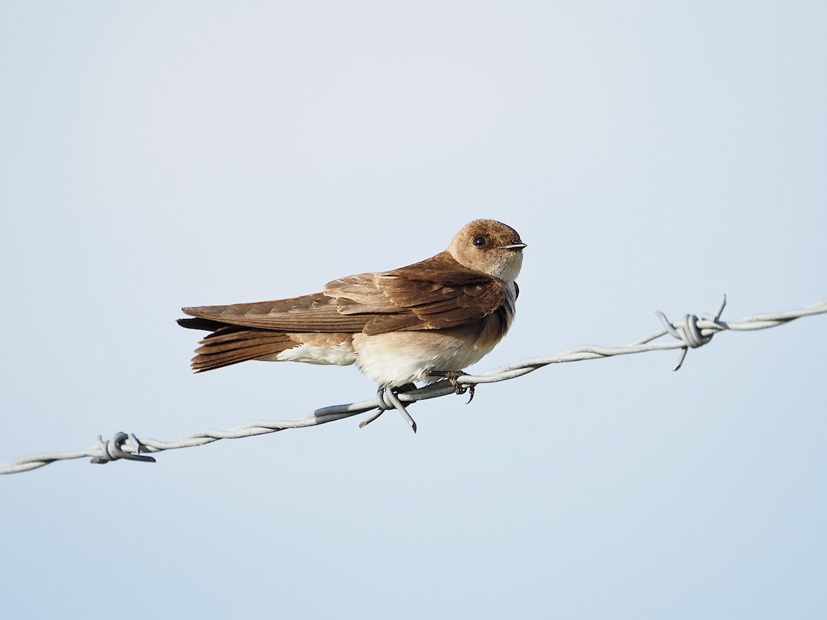 Northern Rough-winged Swallow - ML447907721