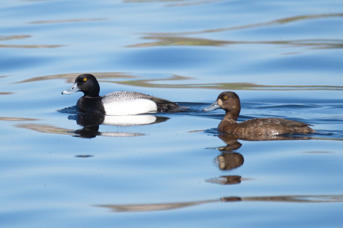Greater Scaup - ML447909481