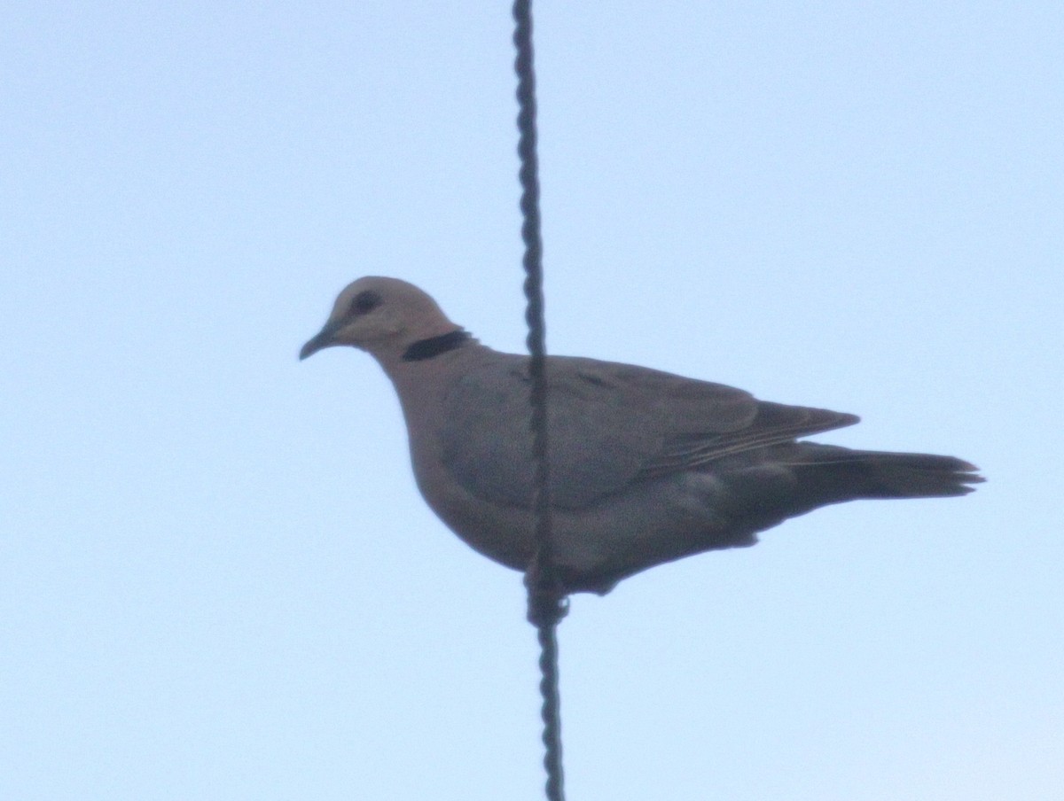 Ring-necked Dove - ML447912731