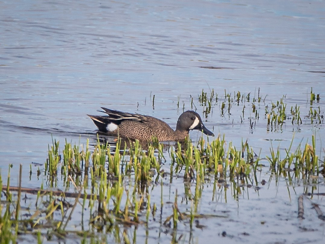 Blue-winged Teal - ML447918201
