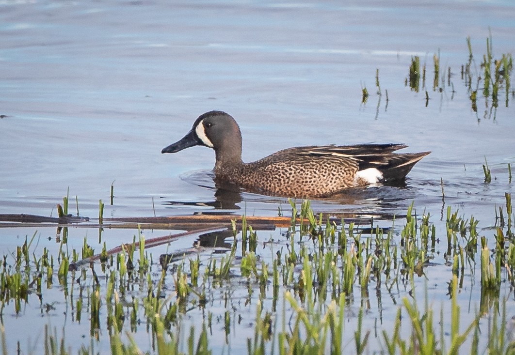 Blue-winged Teal - ML447918261