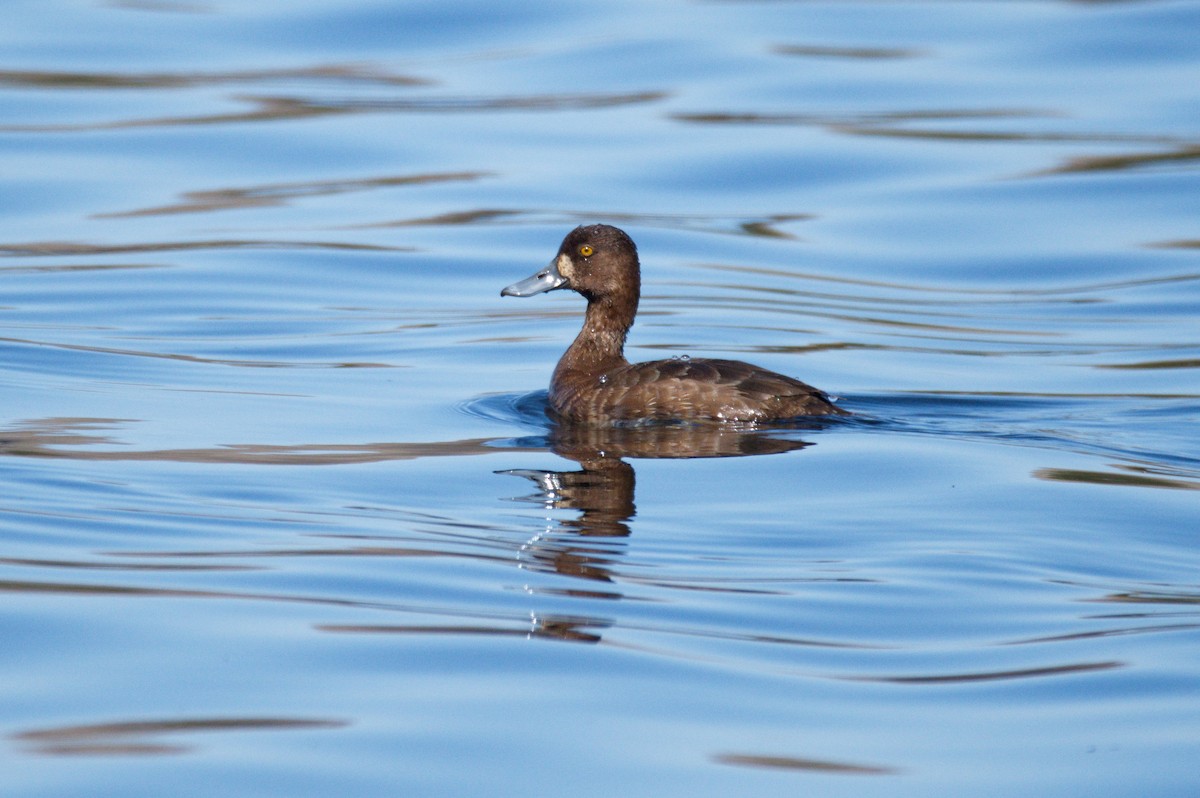 Greater Scaup - ML447921891