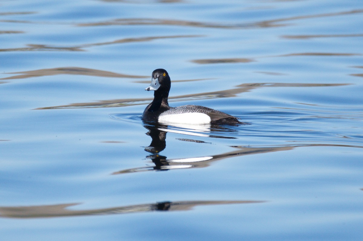Greater Scaup - ML447923431