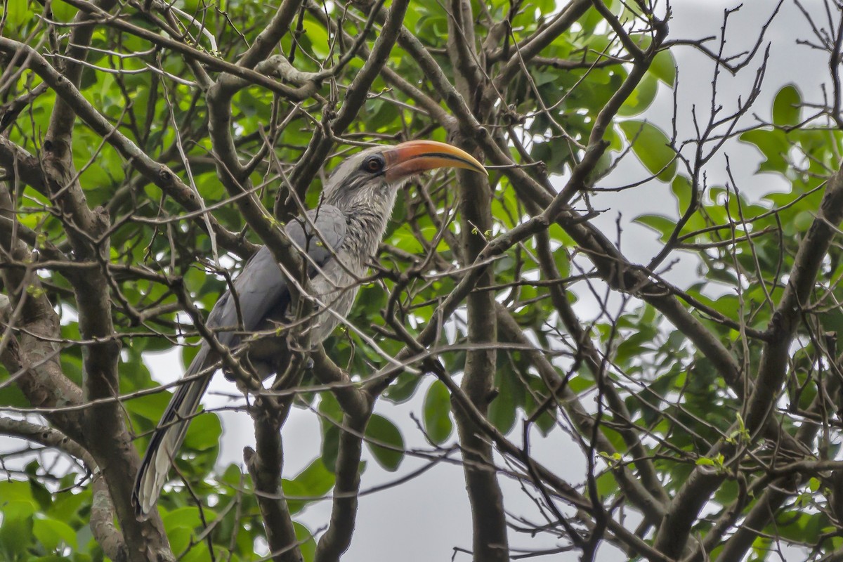 Malabar Gray Hornbill - Nikhil Godbole