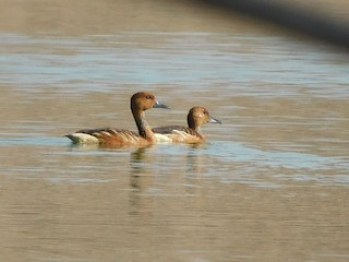 Fulvous Whistling-Duck, ML447931091