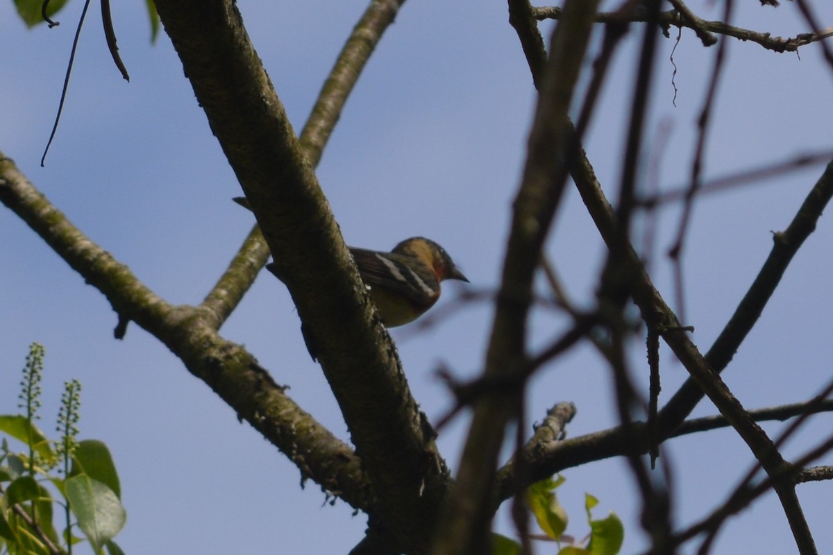 Bay-breasted Warbler - ML447936891