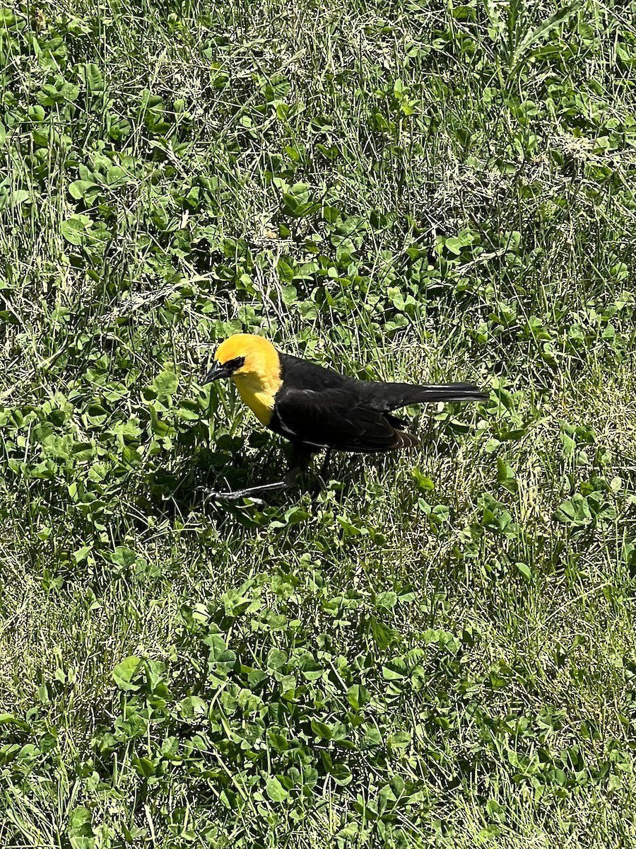 Yellow-headed Blackbird - ML447942371