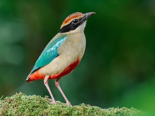 Fairy Pitta - Pitta nympha - Birds of the World