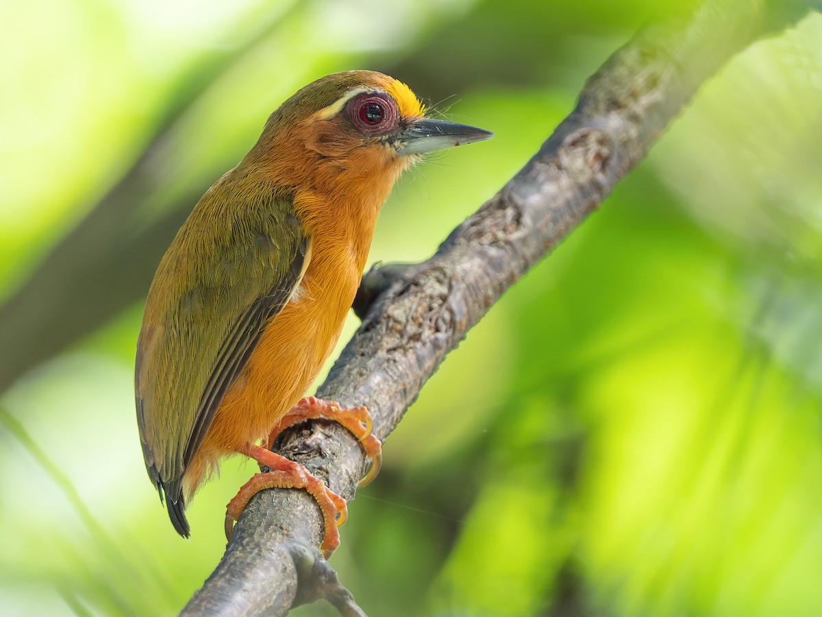 White-browed Piculet - Sasia ochracea - Birds of the World