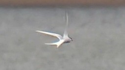 Common Tern - ML447951881