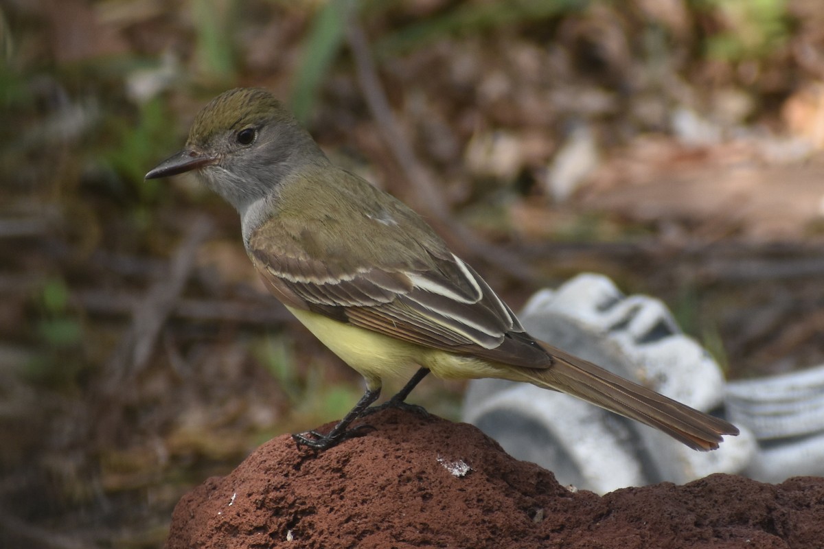 Great Crested Flycatcher - ML447959791