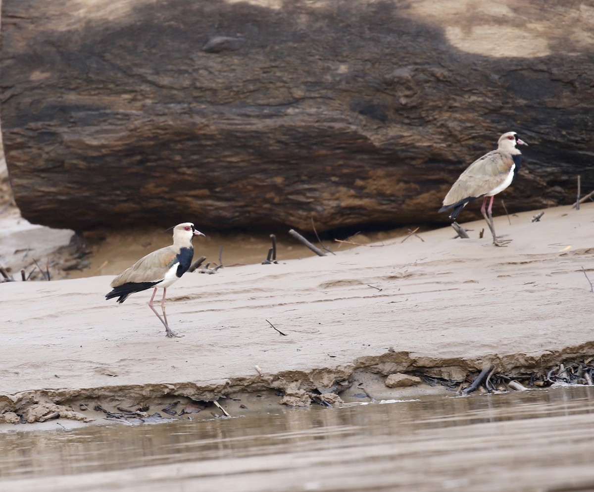 eBird Checklist - 15 Apr 2022 - Nuevo Vigía Emberá - 57 species