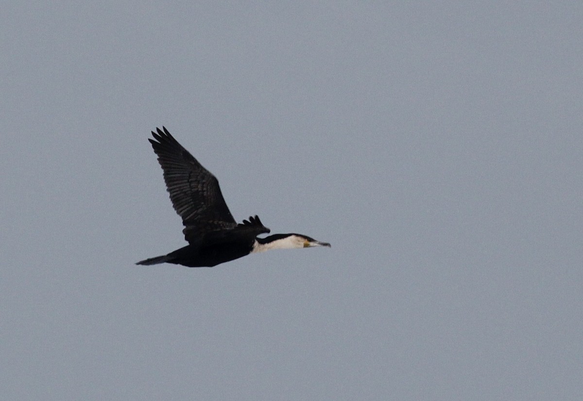 Great Cormorant (White-breasted) - ML447967331