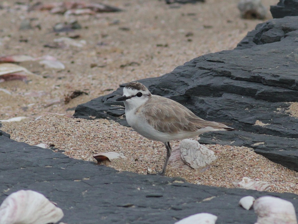 White-fronted Plover - ML447967421