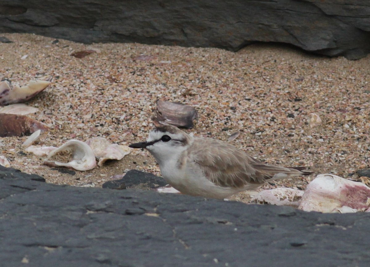 White-fronted Plover - ML447967431