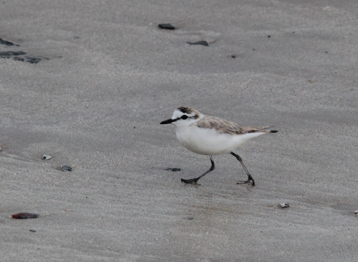 White-fronted Plover - Alex Lamoreaux
