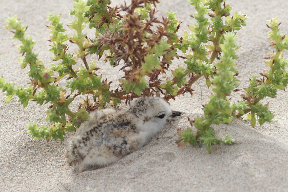 White-fronted Plover - ML447969301
