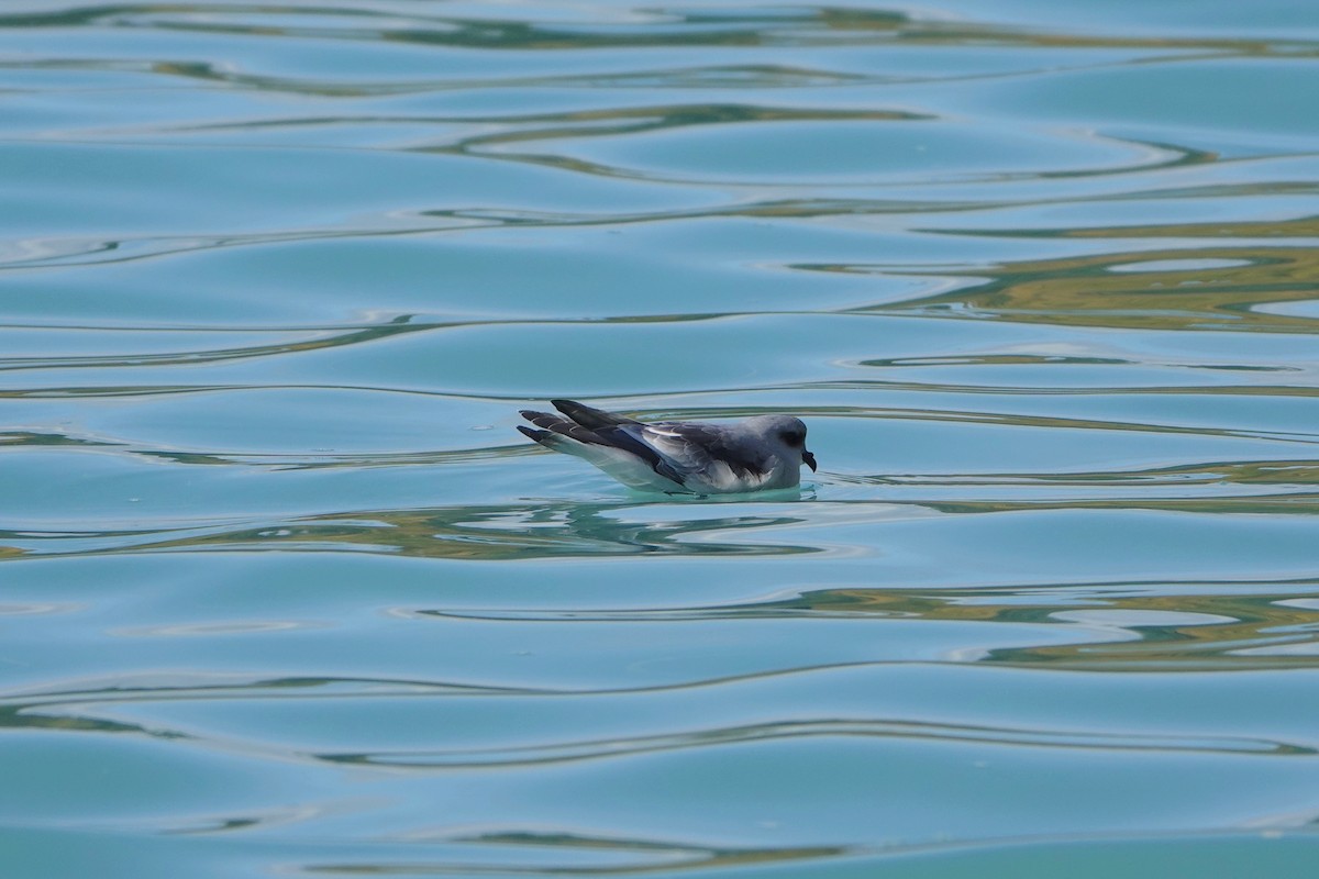 Fork-tailed Storm-Petrel - ML447969861