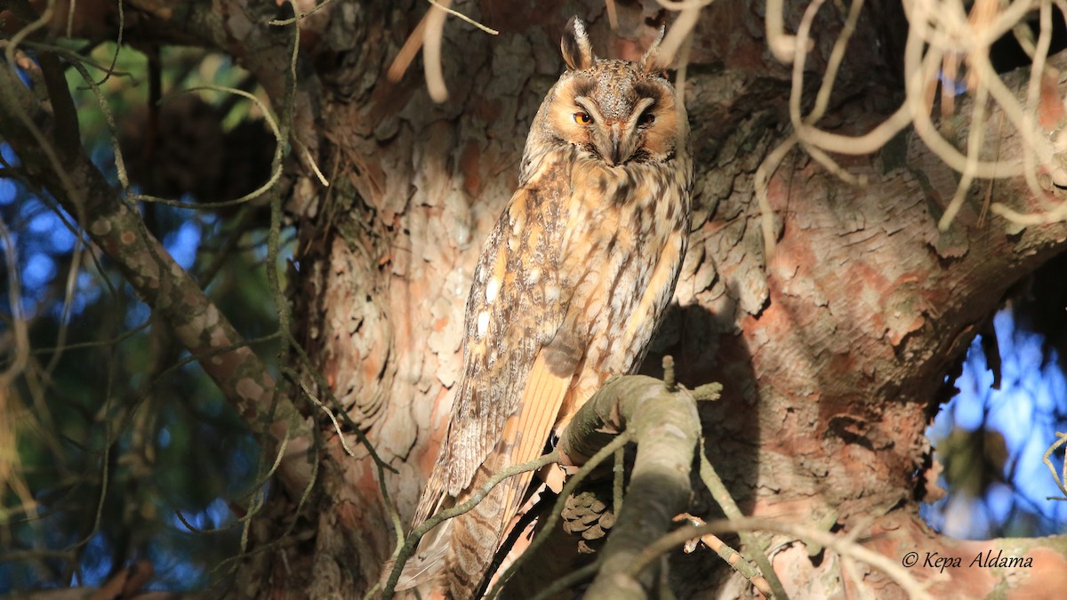 Long-eared Owl - Kepa Aldama Beltza