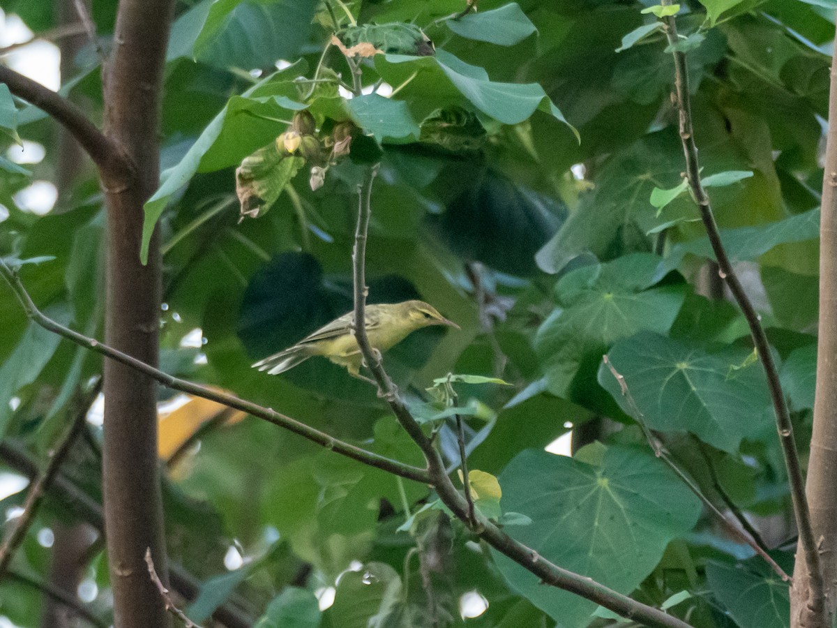 Northern Marquesan Reed Warbler - ML447973701