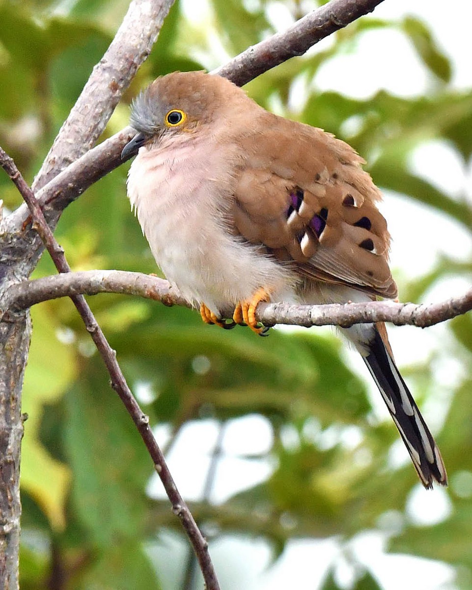 Long-tailed Ground Dove - Tini & Jacob Wijpkema