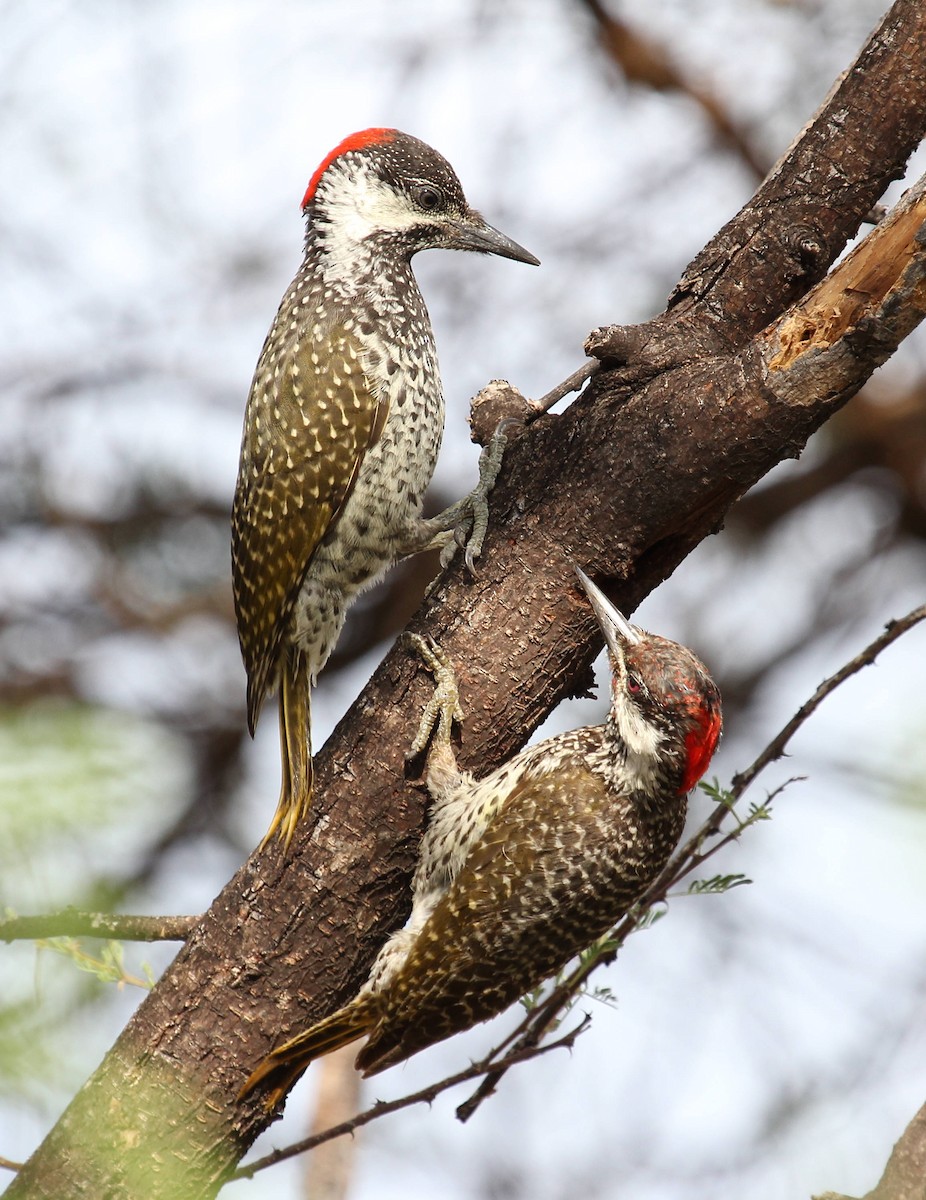 Golden-tailed Woodpecker - Andrey Vlasenko