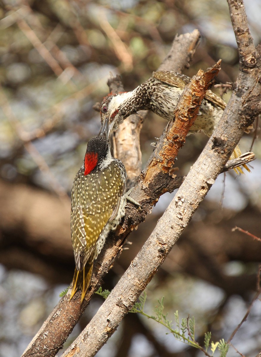 Golden-tailed Woodpecker - Andrey Vlasenko
