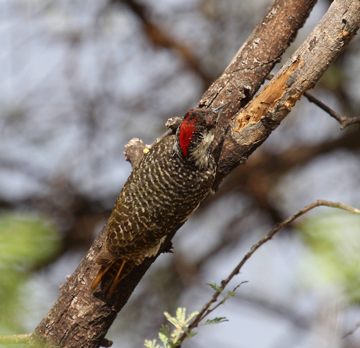 Golden-tailed Woodpecker - ML44798341