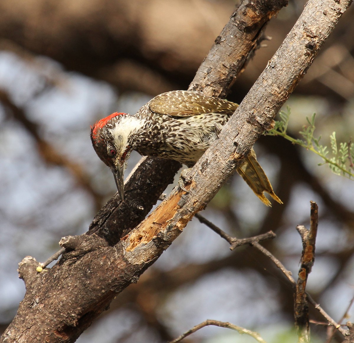 Golden-tailed Woodpecker - ML44798351
