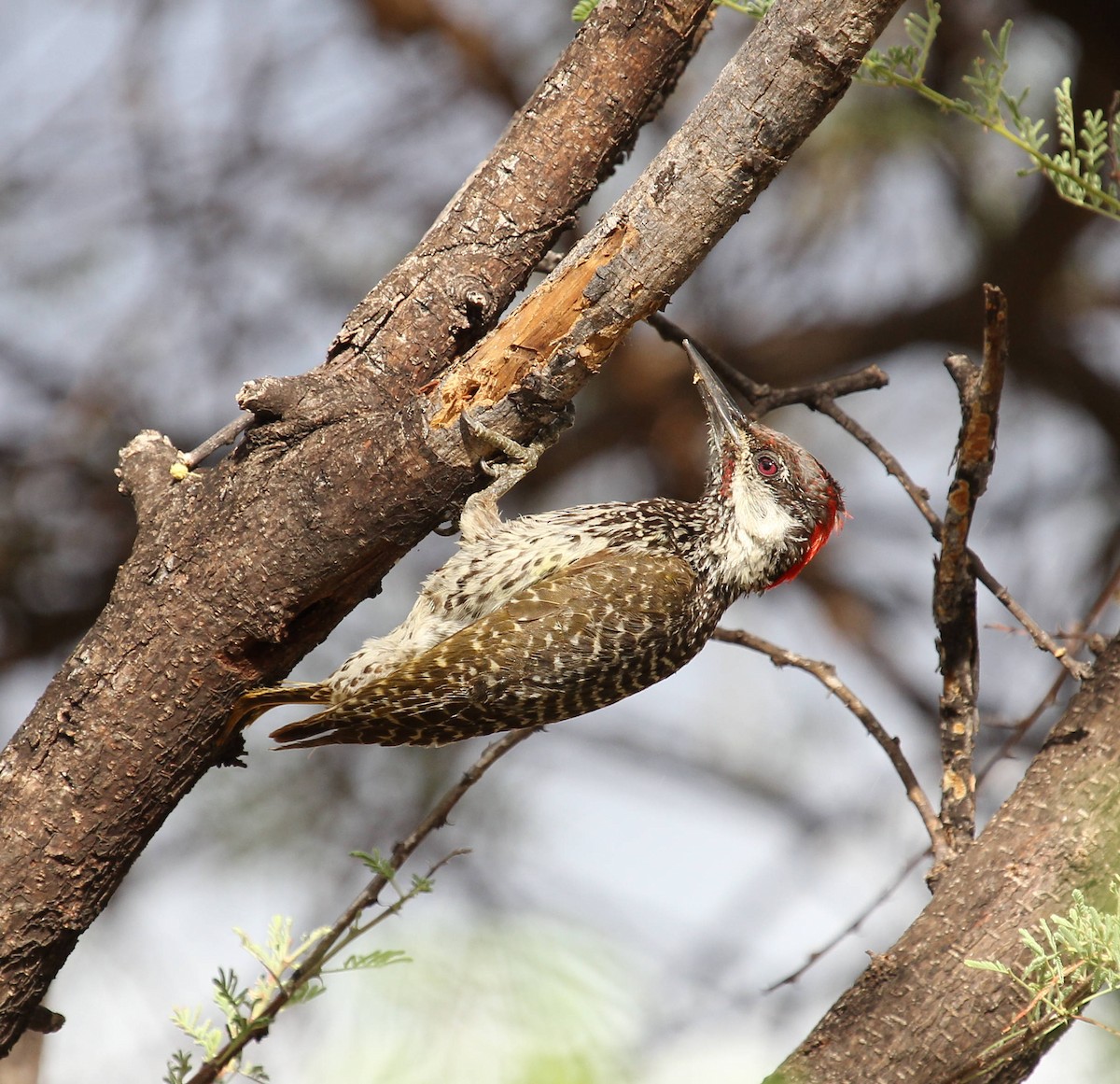 Golden-tailed Woodpecker - ML44798361
