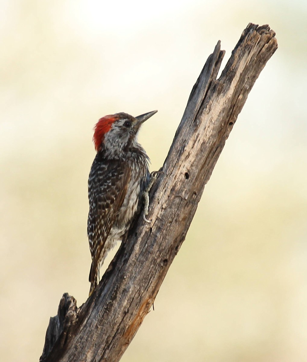 Cardinal Woodpecker - ML44798791