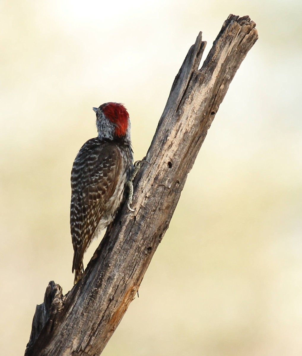 Cardinal Woodpecker - Andrey Vlasenko