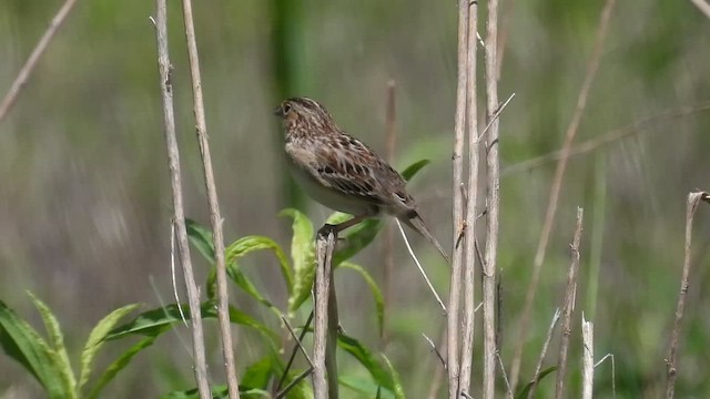 Grasshopper Sparrow - ML447989391