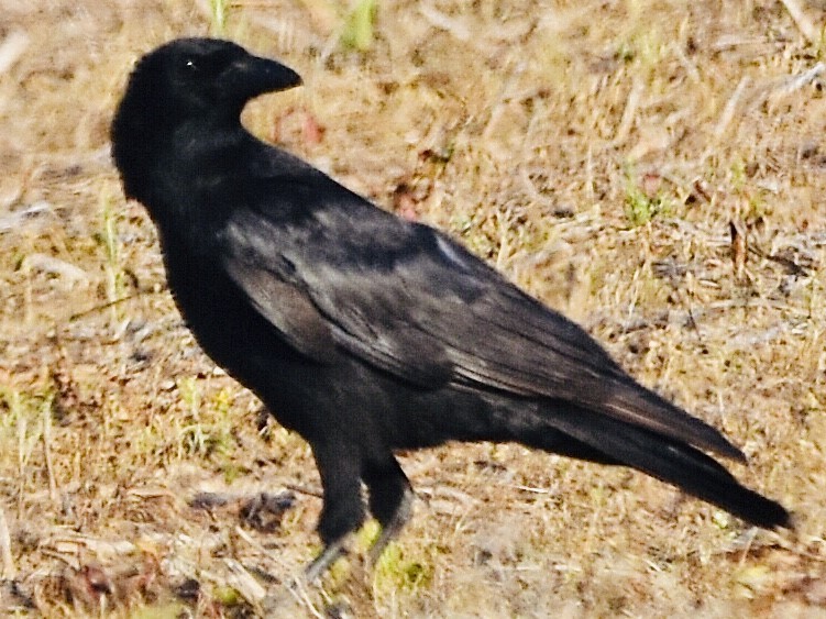 American Crow - ML447995091
