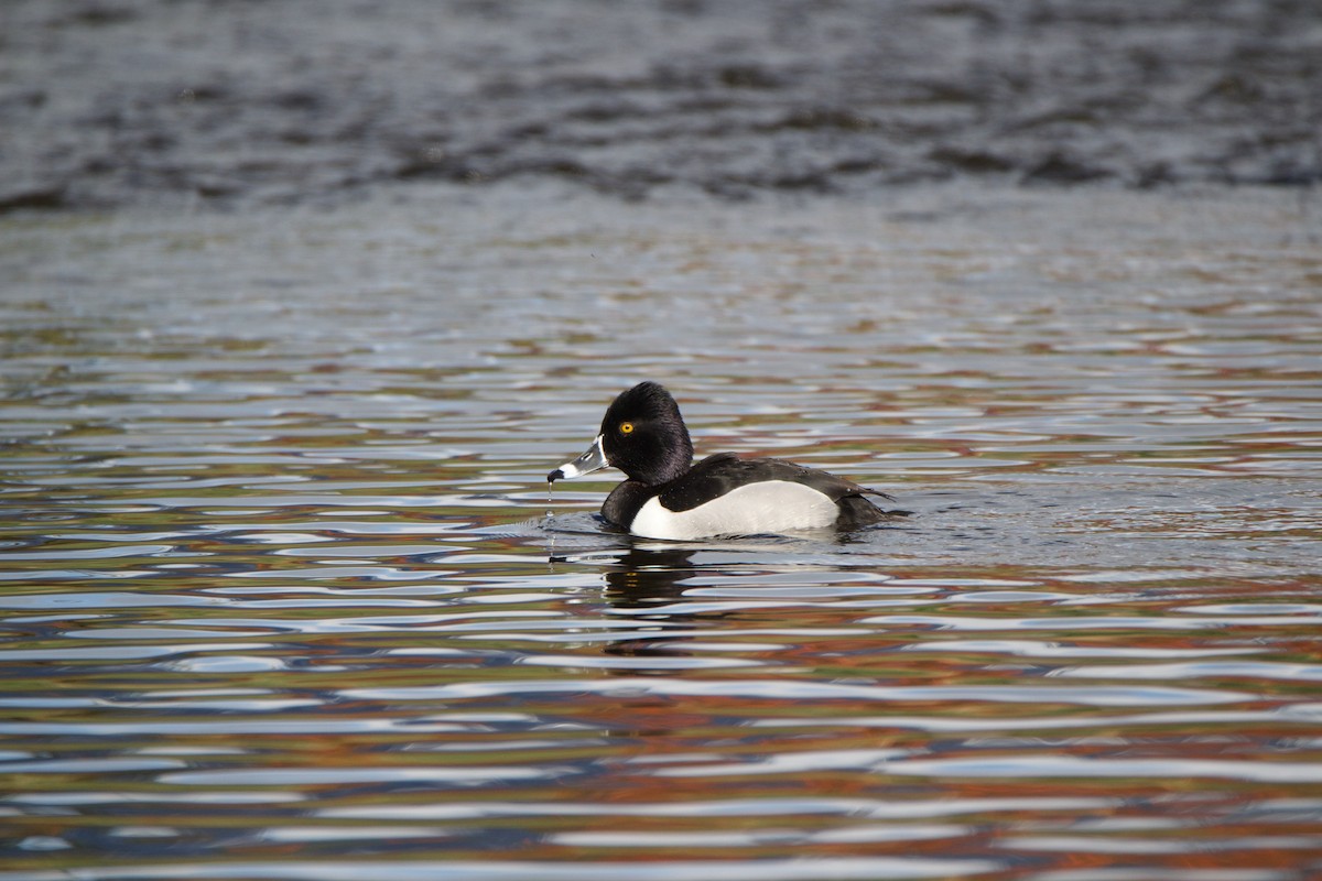 Ring-necked Duck - ML447995691