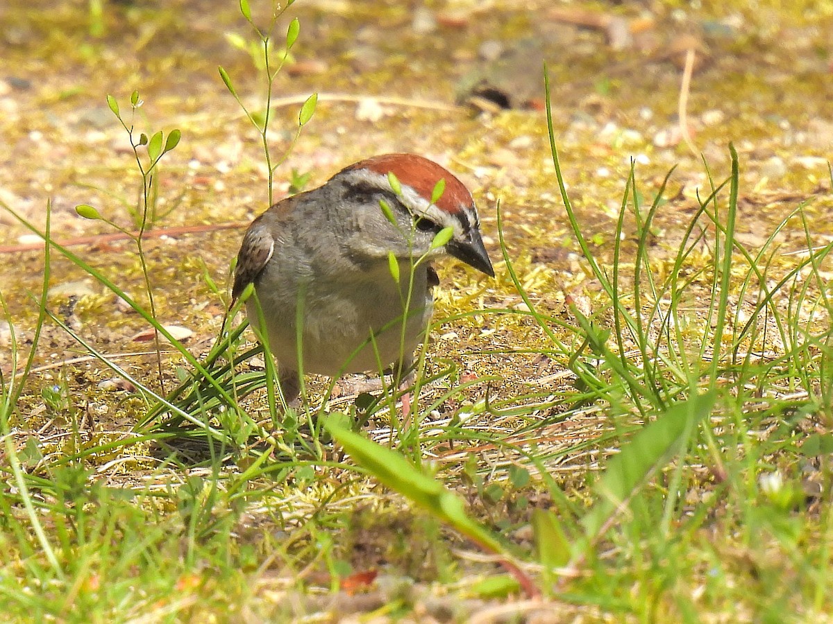 Chipping Sparrow - ML447996831