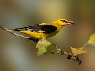  - Indian Golden Oriole