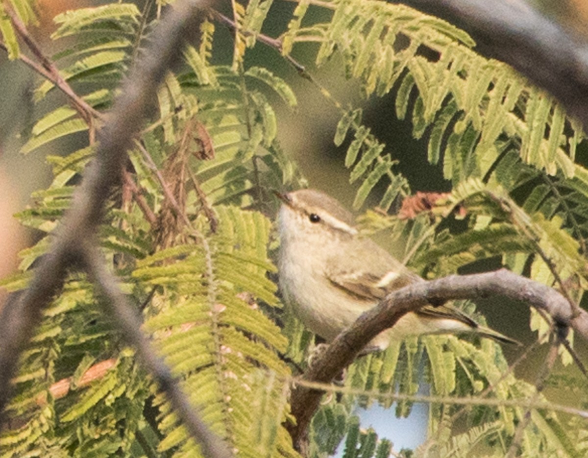 Hume's Warbler - ML44800871