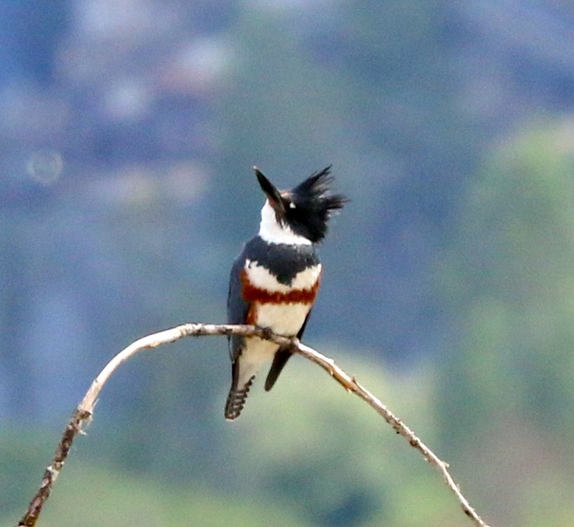 Belted Kingfisher - ML448022111