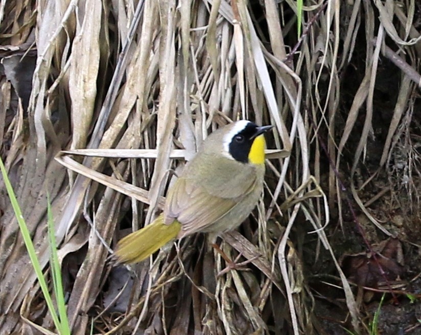Common Yellowthroat - Mike Fung