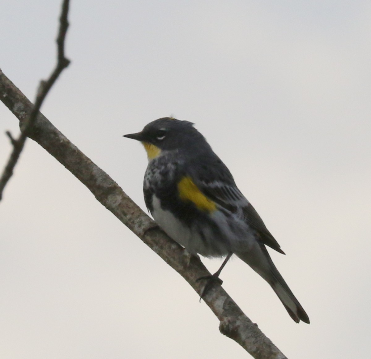 Yellow-rumped Warbler (Audubon's) - ML448022811
