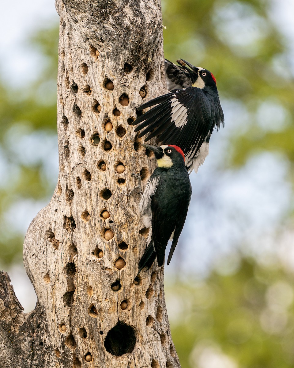 Acorn Woodpecker - Matt Dalessio