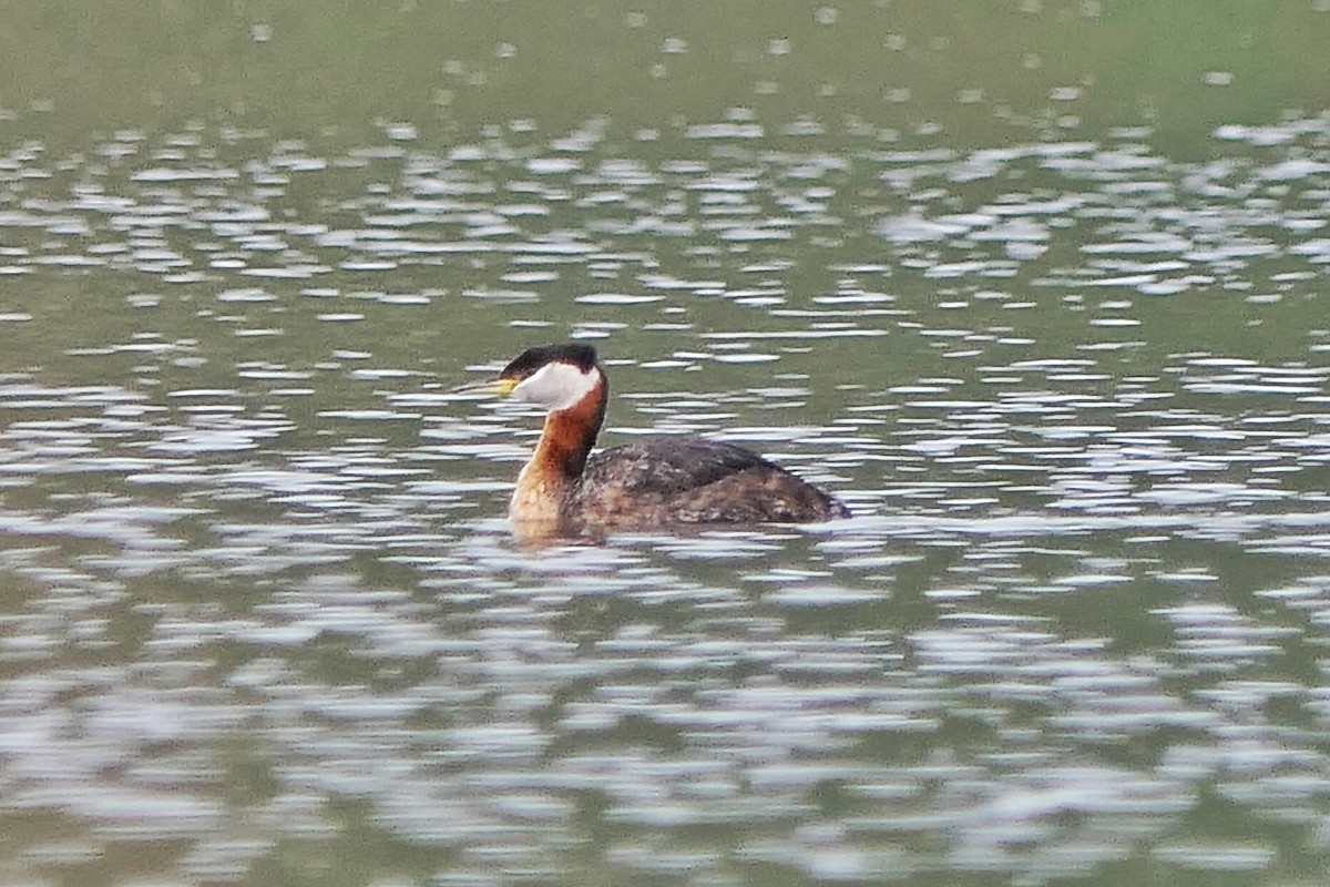 Red-necked Grebe - Janet Kelly