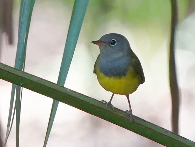Connecticut Warbler. - Connecticut Warbler - 