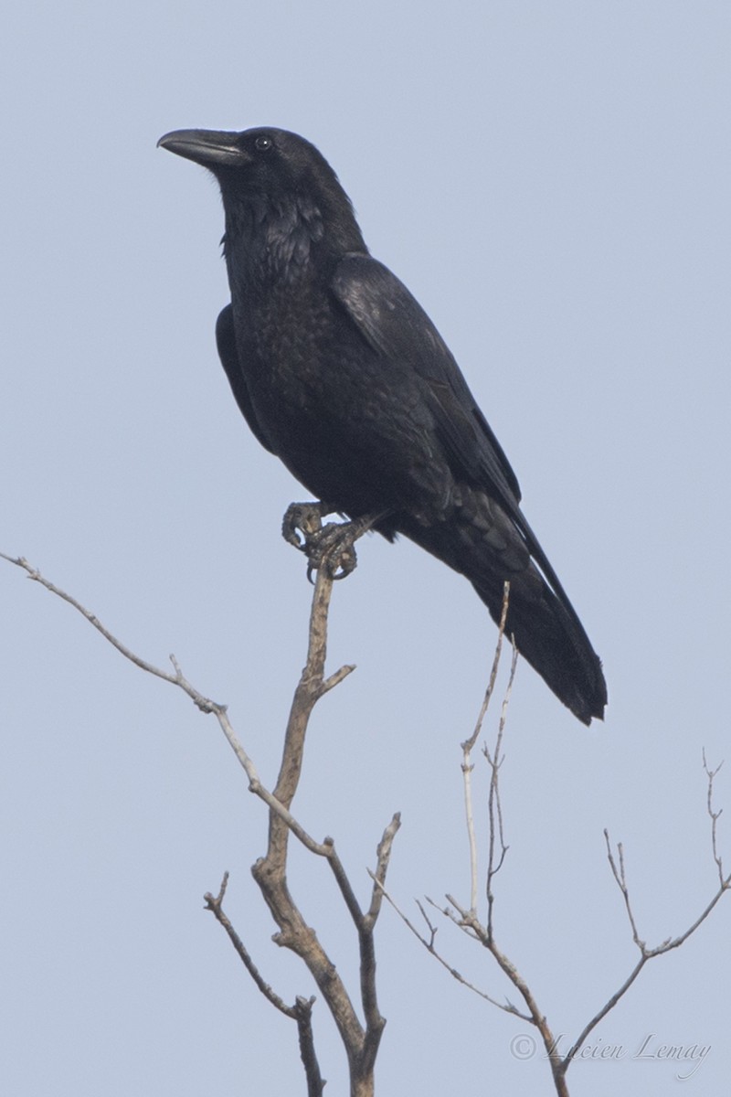 Common Raven - ML44804361